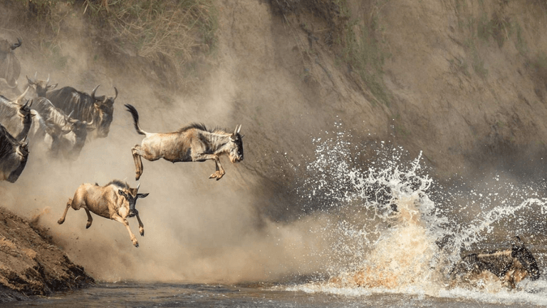 The image captures wildebeests leaping across a river during the dramatic wildebeest migration in Tanzania, showcasing wildlife in action.