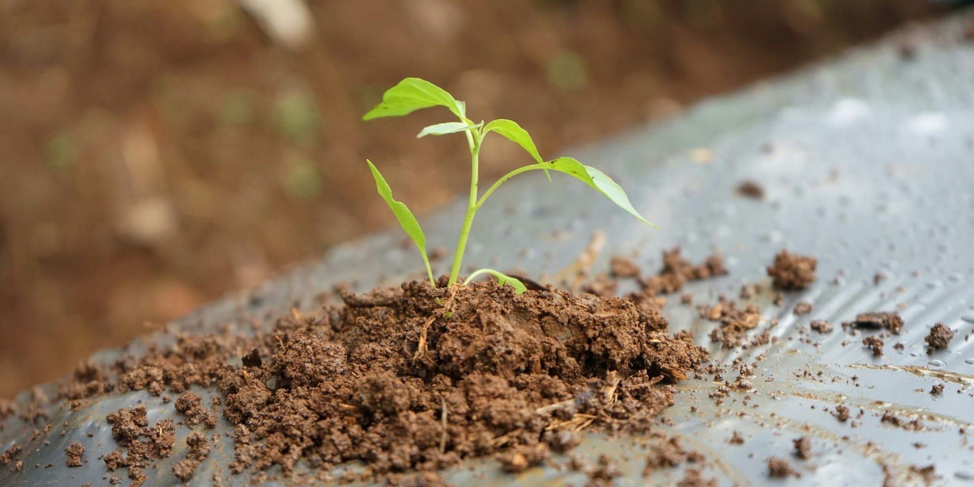 Sustainable Growth Strategies: Balancing Profit and Purpose in 2024