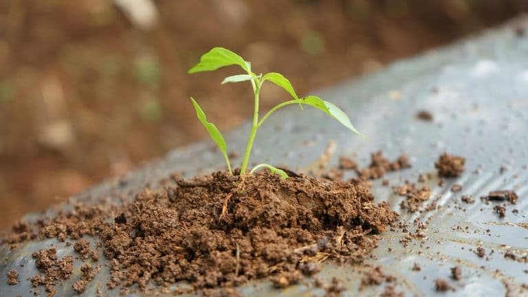Sustainable Growth Strategies: Balancing Profit and Purpose in 2024