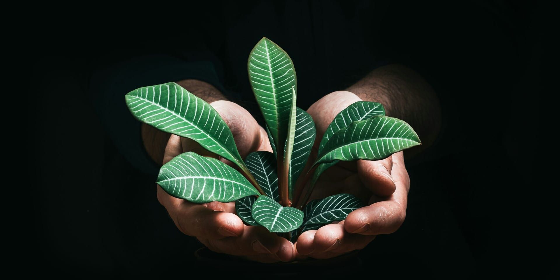 Sustainability as Strategy: How U.S. Companies Are Turning Green Practices into Business Value