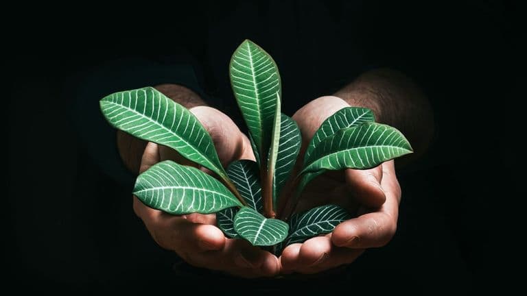Sustainability as Strategy: How U.S. Companies Are Turning Green Practices into Business Value