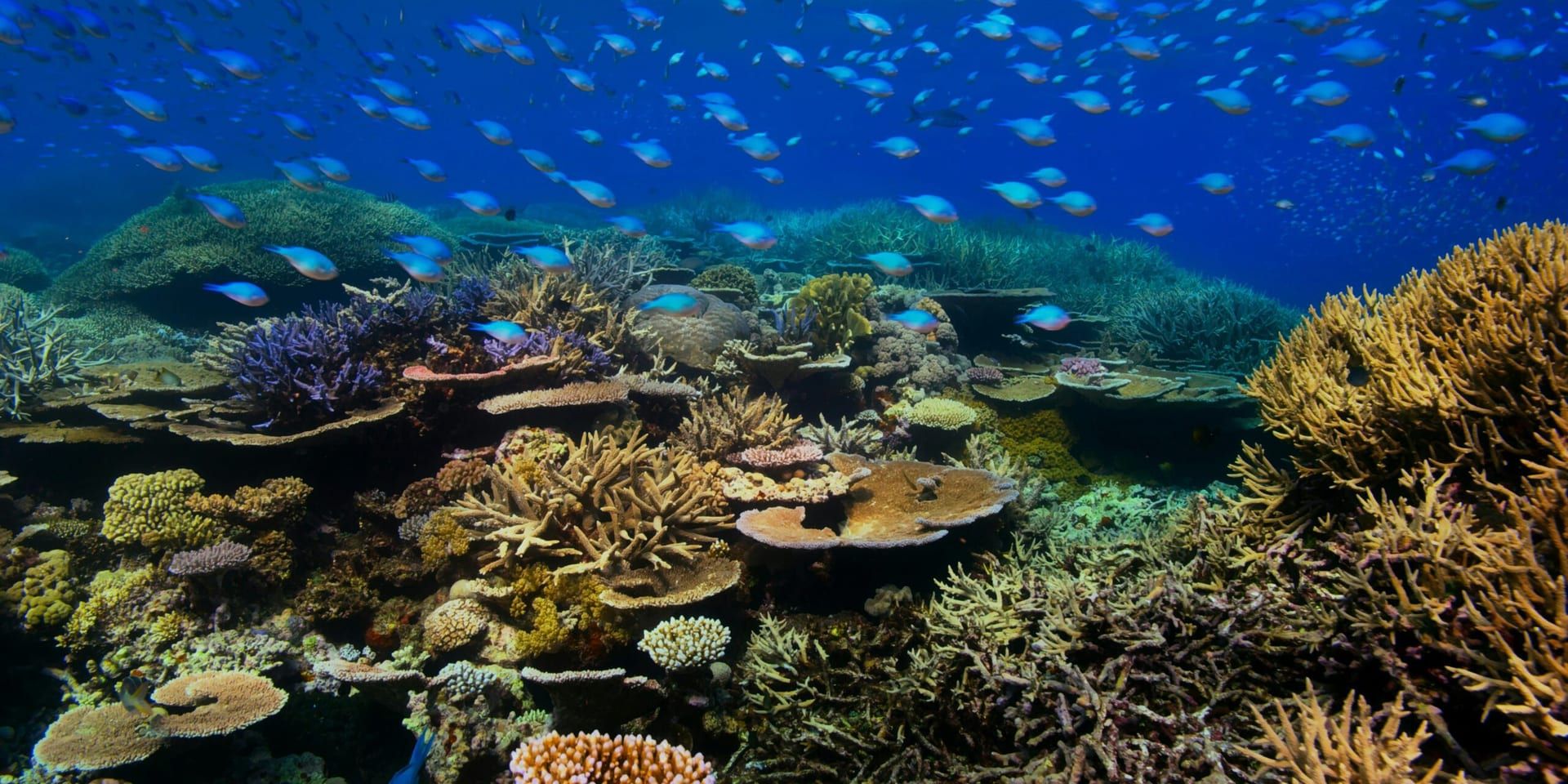Prince William Amplifies Global Call for Ocean Conservation at Monaco Forum