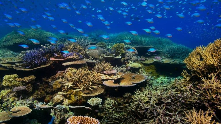 Prince William Amplifies Global Call for Ocean Conservation at Monaco Forum