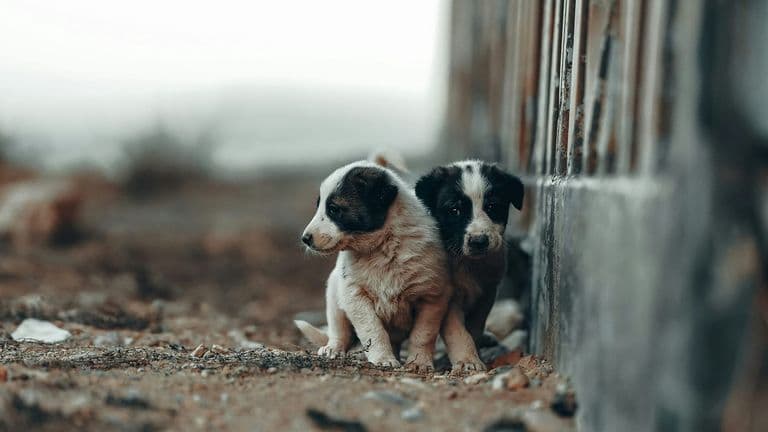 NHL’s Stanley Pup Event Returns to Promote Pet Adoption and Celebrate Rescue Dogs