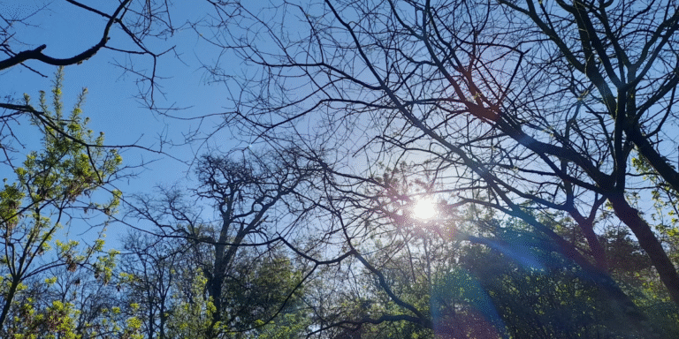 2024 becomes hottest year on record
