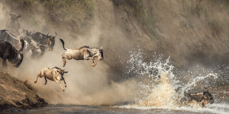 The image captures wildebeests leaping across a river during the dramatic wildebeest migration in Tanzania, showcasing wildlife in action.